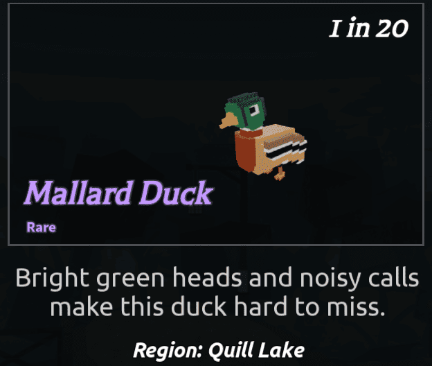 Beaks Bird - MallardDuck
