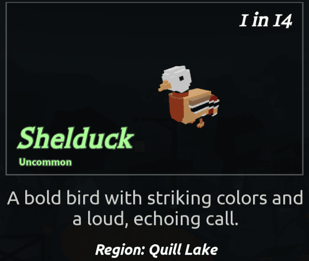 Beaks Bird - Shelduck